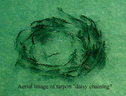 Tarp[on Daisy Chaining