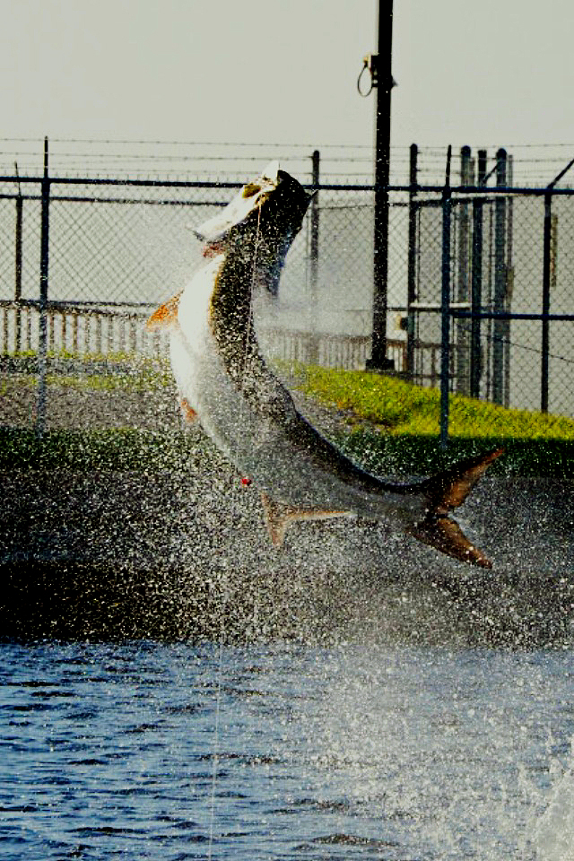 Florida tarpon fishing