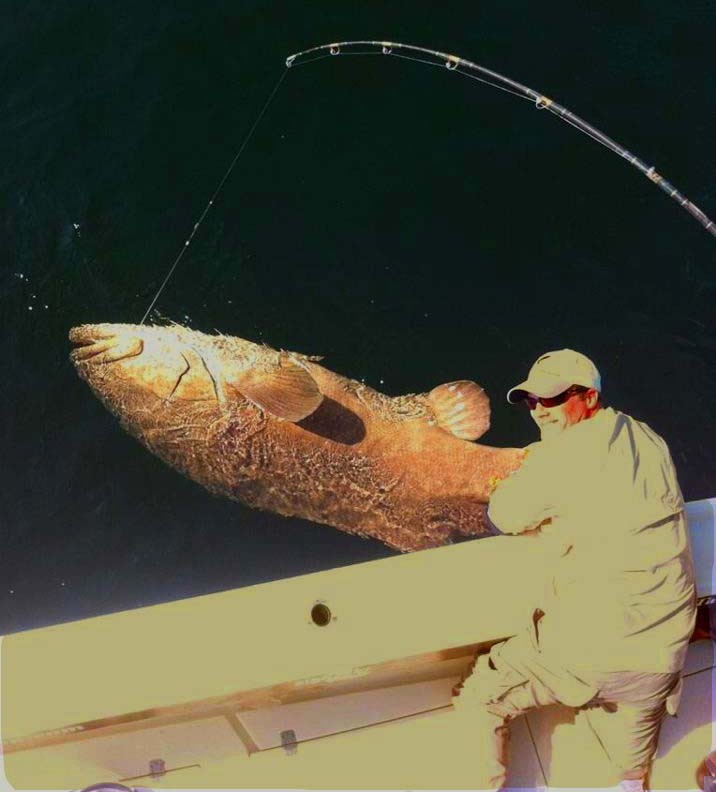Florida goliath grouper