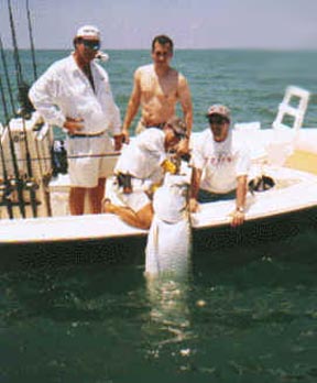 Giant Tarpon