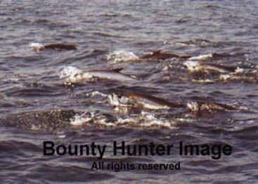 Giant Tarpon