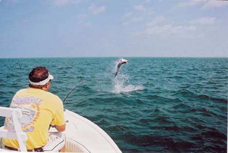 tarpon jump